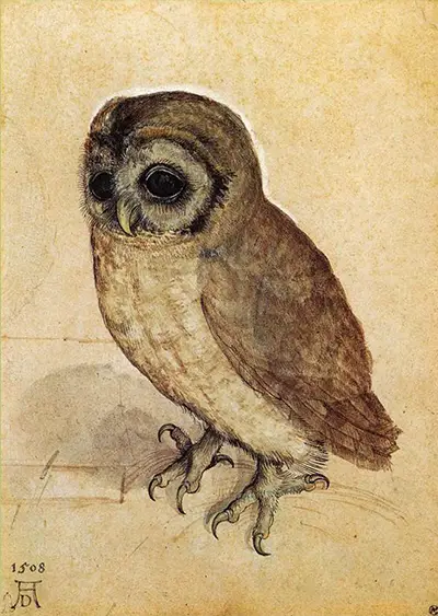 The Little Owl Albrecht Durer